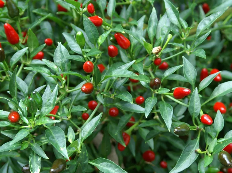Pianta di peperoncini
