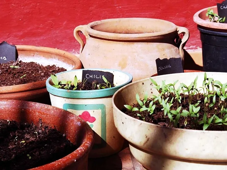 vasi con piante aromatiche