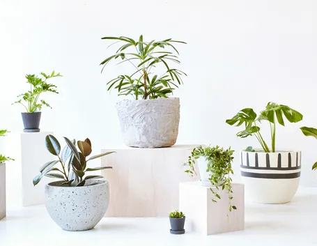 piante in vaso