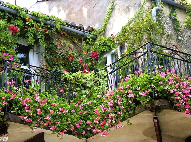 Piante balcone