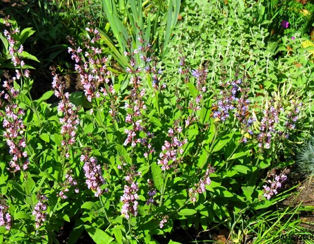 Salvia fiore