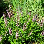 Salvia fiore