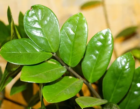 Foglie di zamioculcas