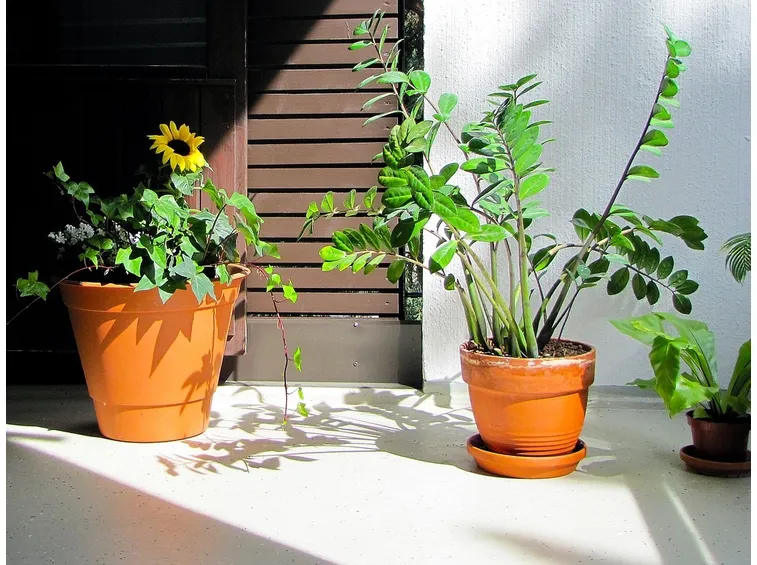 Pianta di zamioculcas