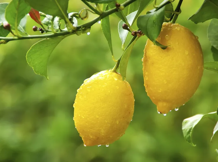 Coltivazione limoni
