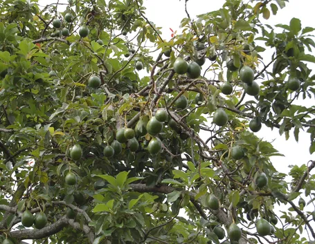 Pianta di avocado con frutti