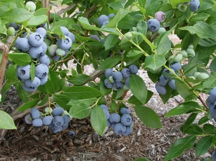 Mirtilli frutti