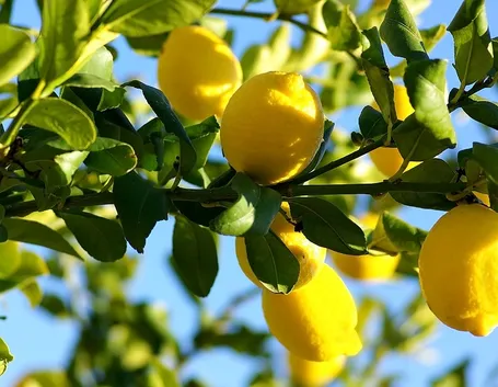 Pianta di limoni concimata