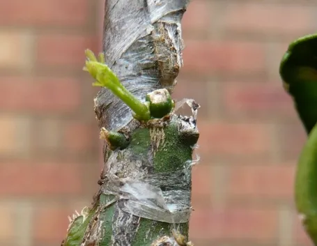 Innesto pianta agrumi