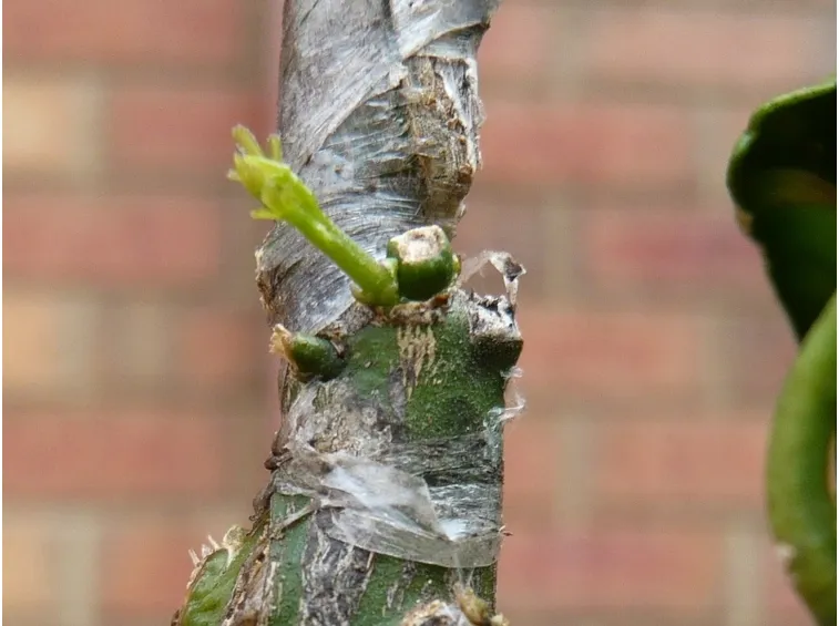 Innesto pianta agrumi