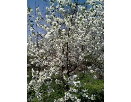 Albero di ciliegio in fiore