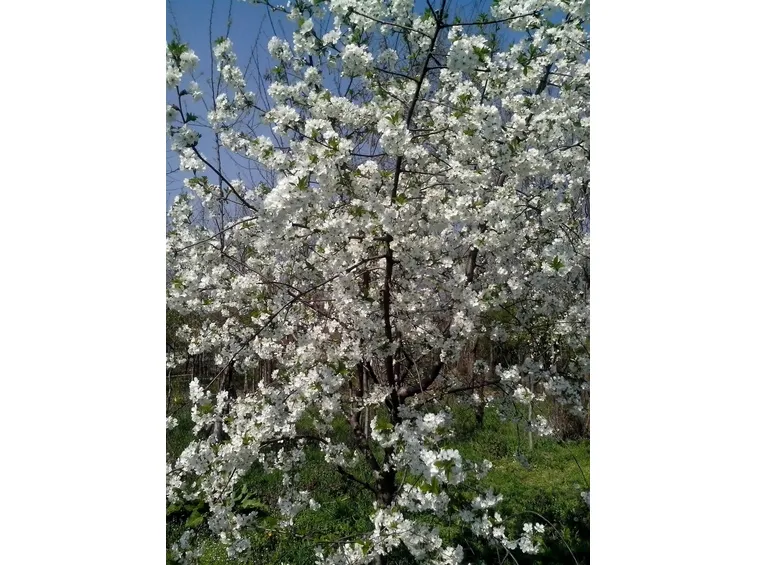 Albero di ciliegio in fiore
