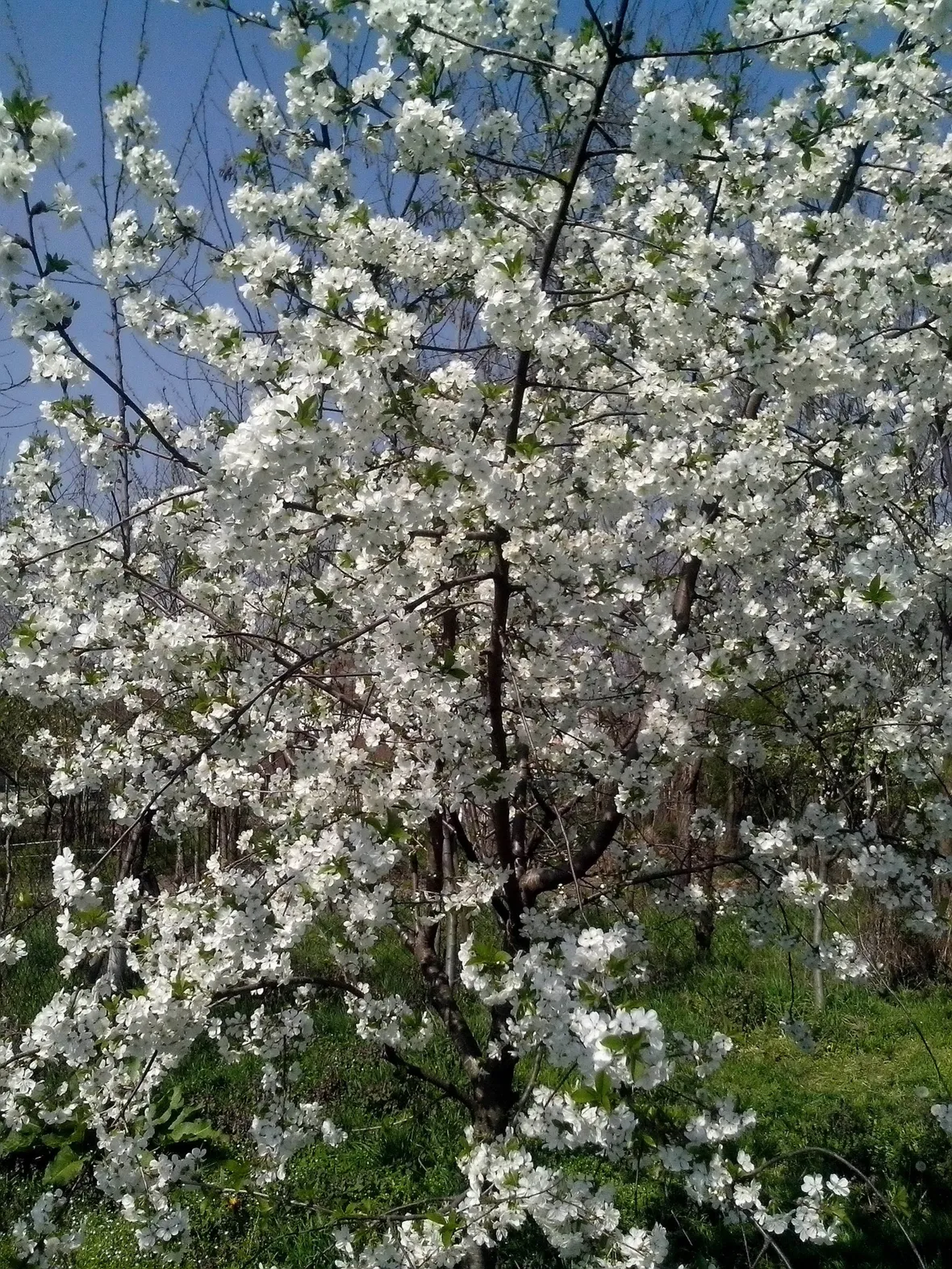 Albero di ciliegio in fiore