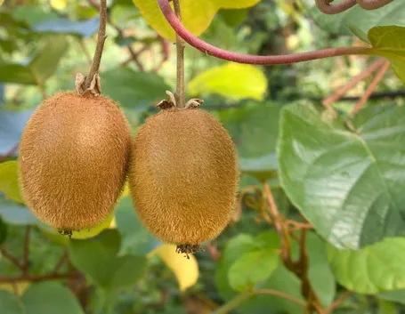 Kiwi maturi