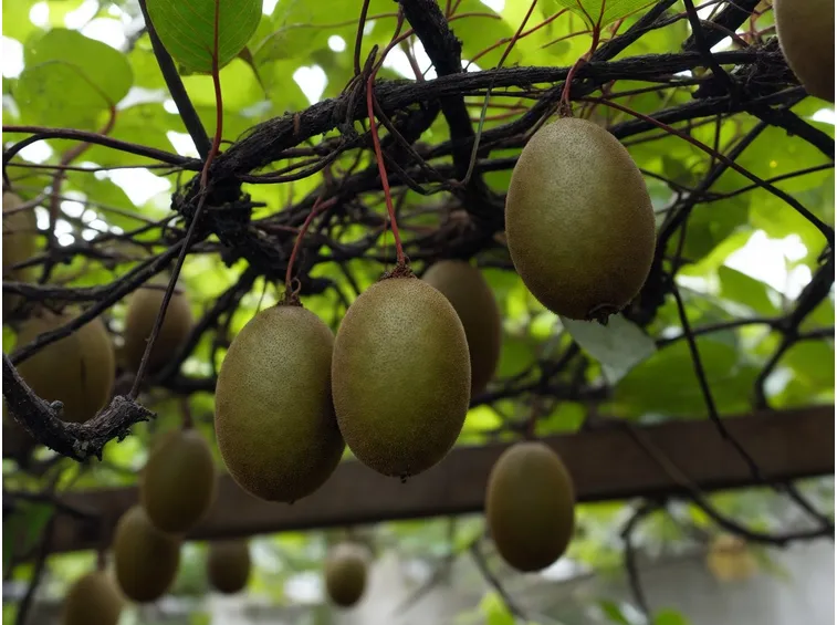 Frutti kiwi