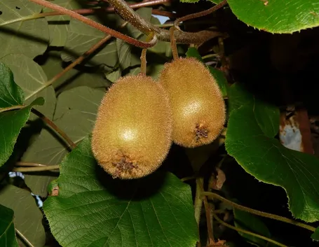 Kiwi ancora da raccogliere
