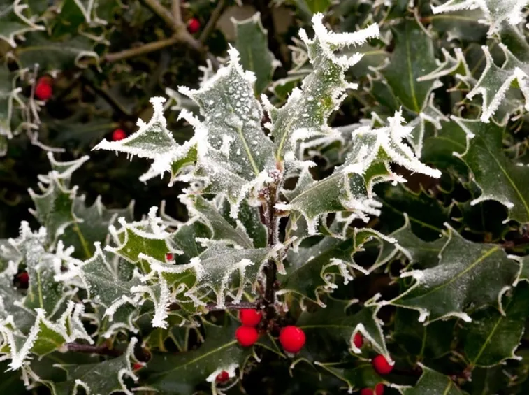 agrifoglio in inverno