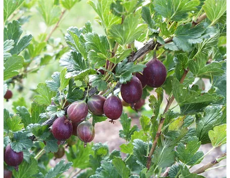 Esempio di alberi da frutto