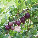 Esempio di alberi da frutto