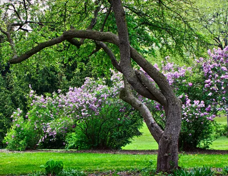 Giardino con alberi