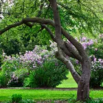Giardino con alberi