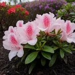 Azalea