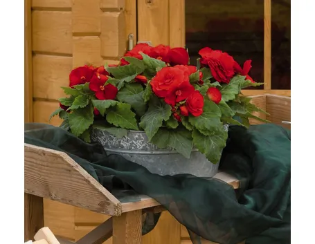 Begonia tuberosa