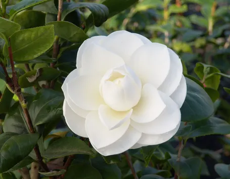 Camelia fiori