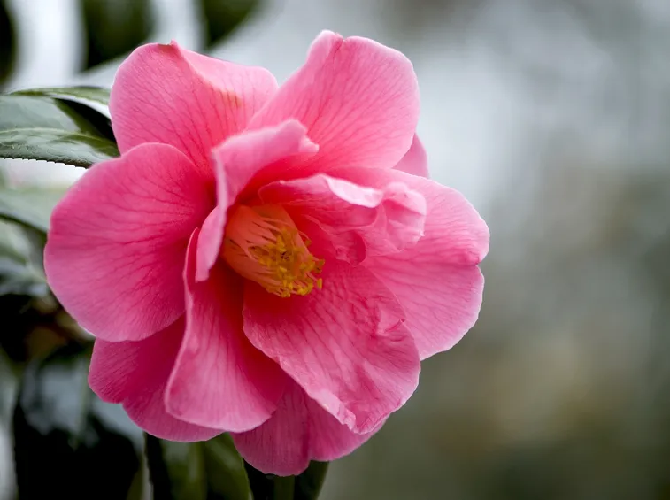 Camelia pianta