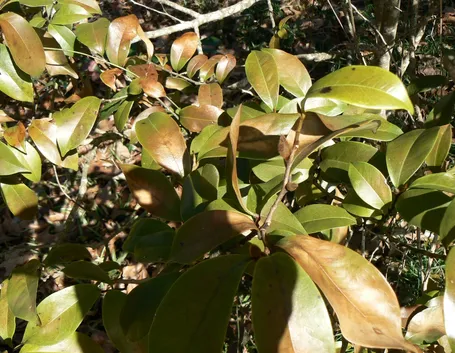 Apoplessia camelia