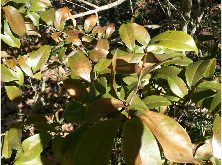 Apoplessia camelia