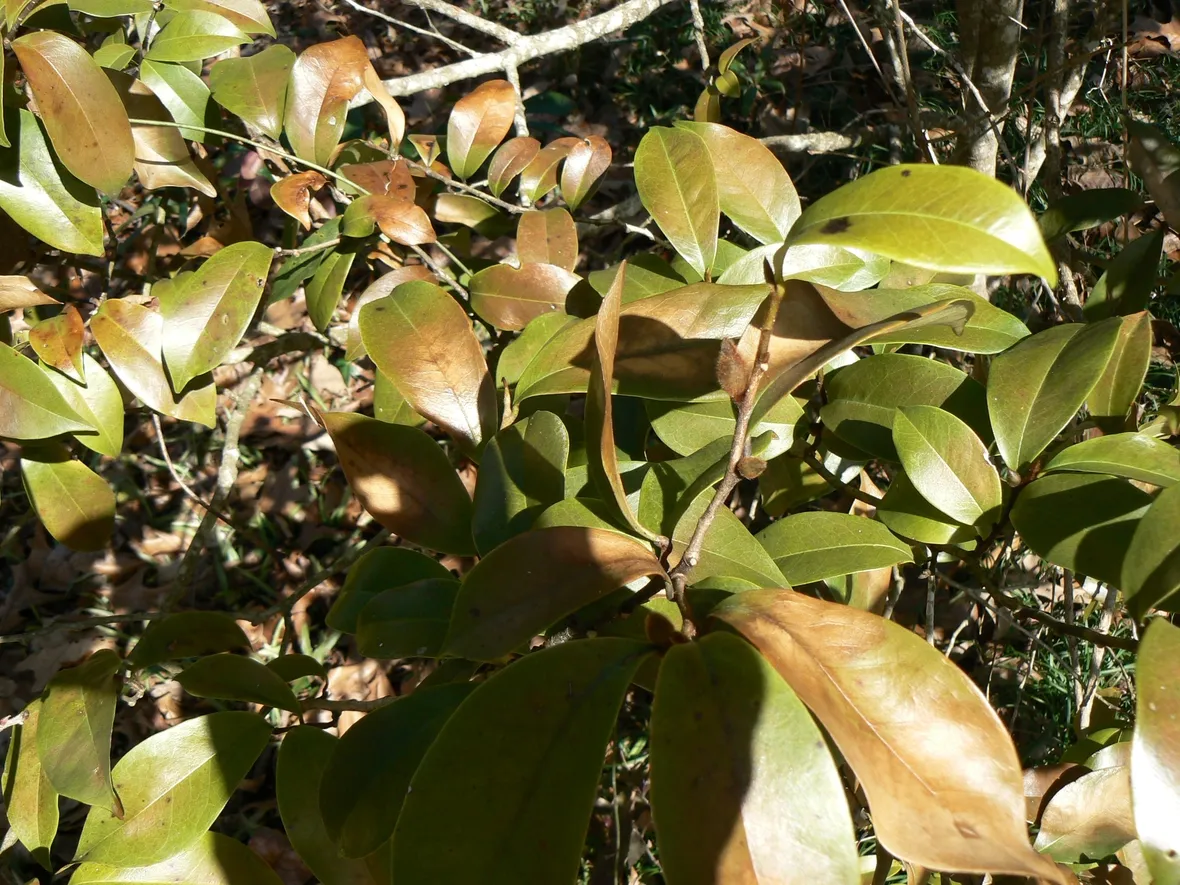 Apoplessia camelia