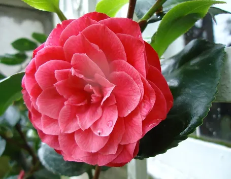 Infiorescenza doppia di Camelia