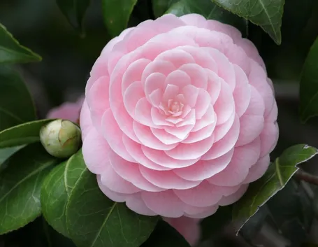 Camelia fiore