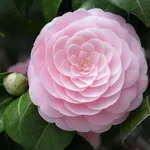 Camelia fiore