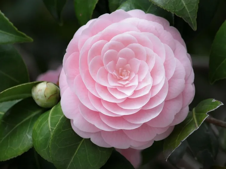 Camelia fiore