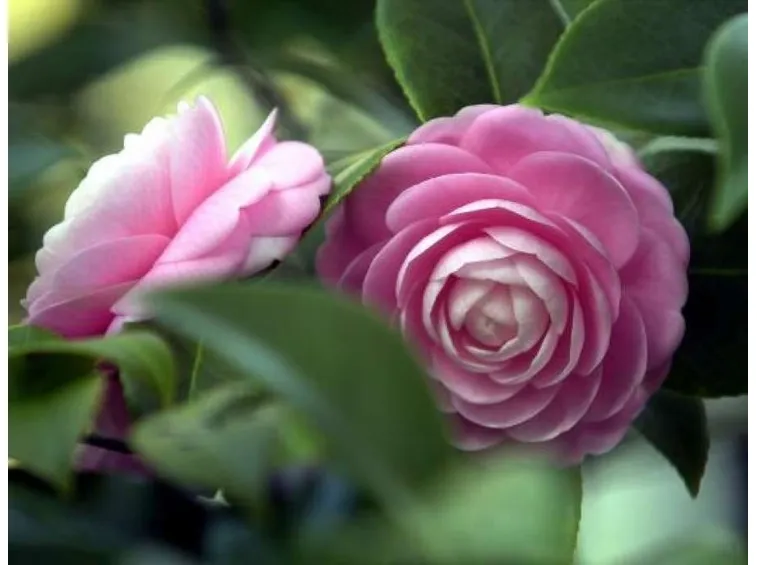 Fiore camelia