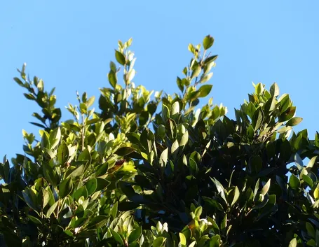Pianta di alloro