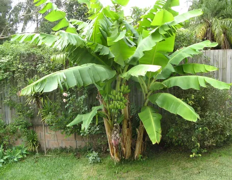 Il banano in un angolo del giardino