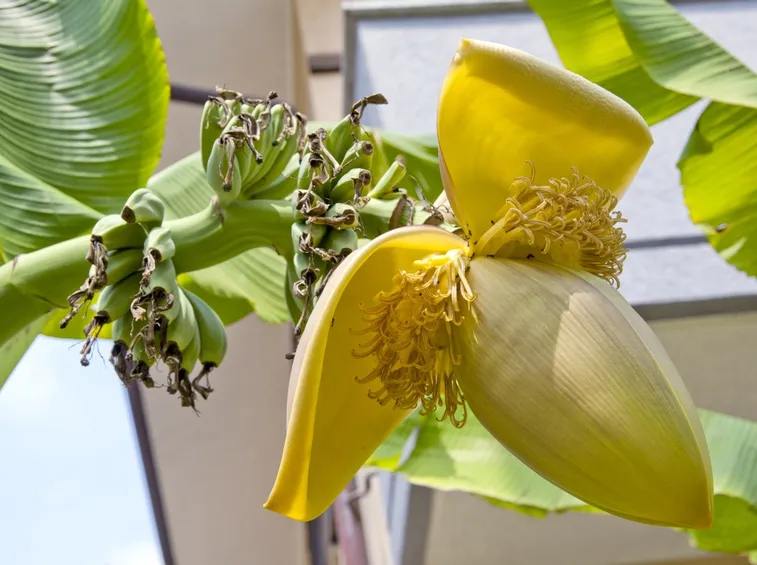 Il banano in ambienti interni