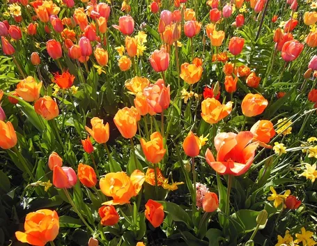 tulipani fioriti