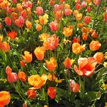 tulipani fioriti