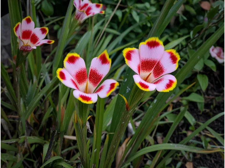 tigridia pavonia