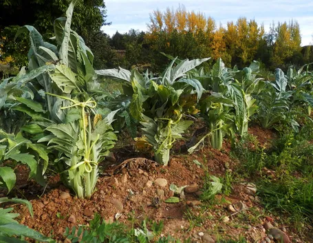 Campo di cardi