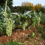 Campo di cardi