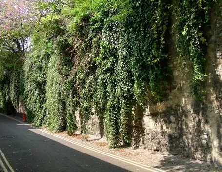 Edera rampicante varietà