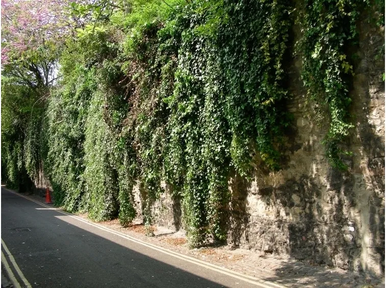 Edera rampicante varietà
