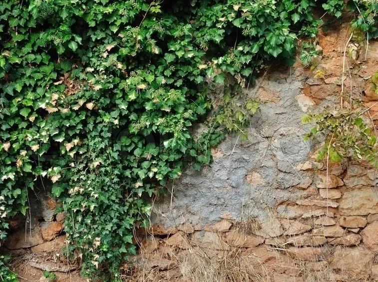 Muro con edera rampicante