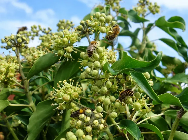 Edera in fiore con api