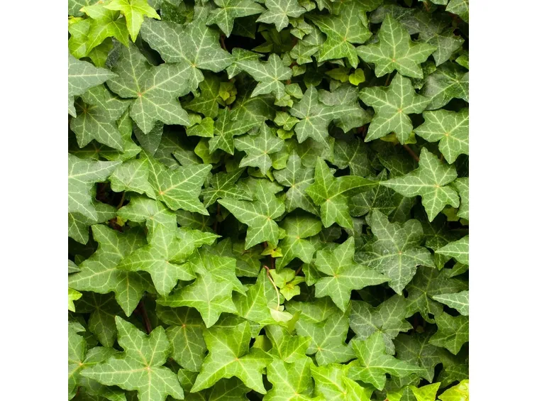 Edera